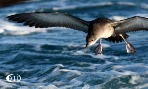 puffin des Baléares