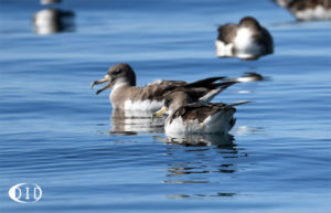 puffins cendrés