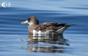 puffin cendré