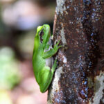 rainette méridionale rainette méridionale