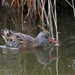 Râle d’eau (Rallus aquaticus) de passage Râle d’eau (Rallus aquaticus) de passage