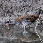 Râle d’eau (Rallus aquaticus) de passage Râle d’eau (Rallus aquaticus) de passage