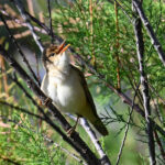 Rousserolle effarvate (Acrocephalus scirpaceus) nicheur