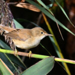 Rousserolle effarvate (Acrocephalus scirpaceus) nicheur