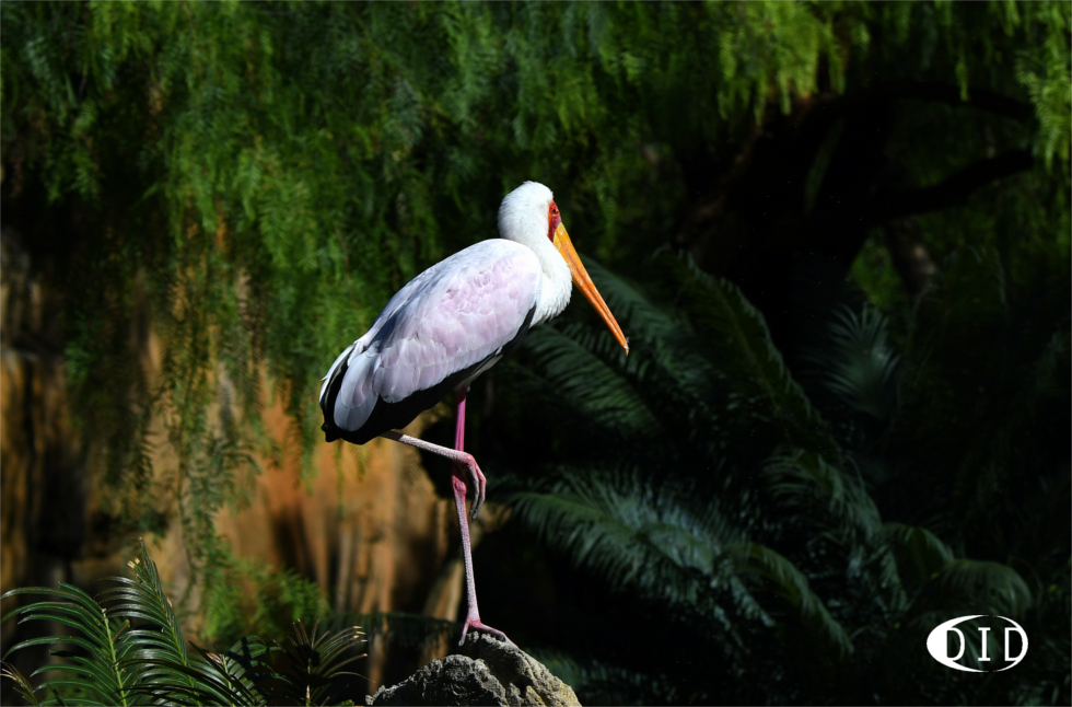 tantale ibis