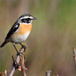 Tarier des prés (Saxicola rubetra) nicheur