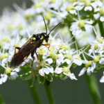 tenthredopsis stigma