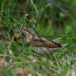 Torcol fourmilier (Jynx torquilla) nicheur