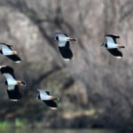 Vanneaux huppés (Vanellus vanellus) de passage