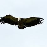 vautour africain