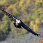 Vautour fauve (Gyps fulvus) hivernant Vautour fauve (Gyps fulvus) hivernant