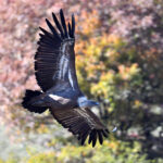 Vautour fauve (Gyps fulvus) hivernant Vautour fauve (Gyps fulvus) hivernant