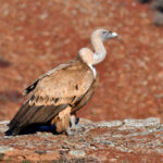Vautour fauve (Gyps fulvus) hivernant Vautour fauve (Gyps fulvus) hivernant
