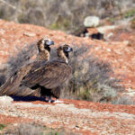 Vautours moines (Aegypius monachus) hivernants Vautours moines (Aegypius monachus) hivernants