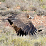 Vautour moine (Aegypius monachus) hivernant Vautour moine (Aegypius monachus) hivernant