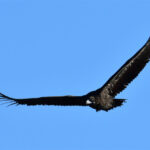 Vautour moine (Aegypius monachus) hivernant Vautour moine (Aegypius monachus) hivernant