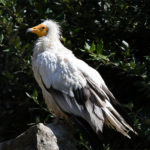 vautour percnoptère