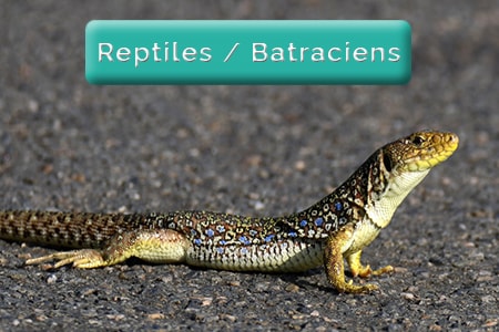 Image bouton salagou - Reptiles&Batraciens