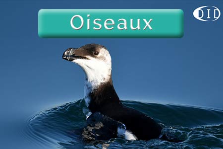 Europe-Oiseaux