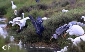 aigrette des récifs