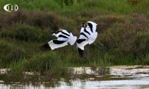 avocette élégante