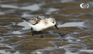 bécasseau sanderling