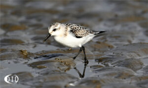 bécasseau sanderling