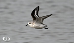 bécasseau sanderling