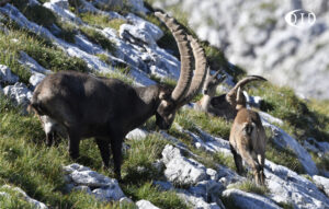 bouquetins des Alpes