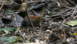 campagnol roussâtre
