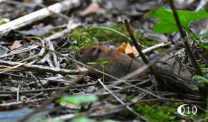 campagnol roussâtre
