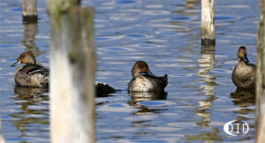 canards pilets femelles