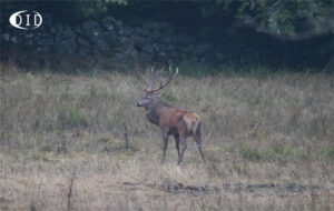 cerf élaphe