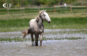 cheval de Camargue