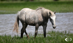 cheval de Camargue