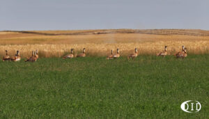 grandes outardes grandes outardes