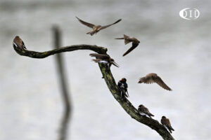 hirondelles de rivage