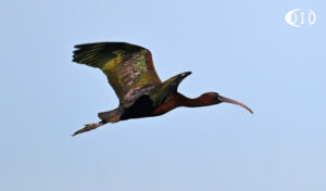 ibis falcinelle ibis falcinelle