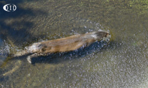 loutre d'Europe