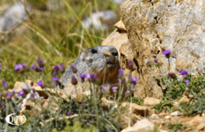 marmotte des Alpes