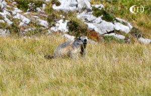 marmotte des Alpes