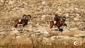 mouflons du Caroux