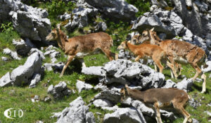 mouflons du Caroux