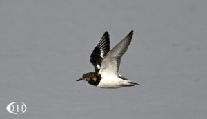 tournepierre à collier