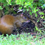 agouti ponctué agouti ponctué