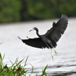 aigrette bleue