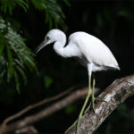 aigrette bleue juvénile