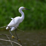 aigrette neigeuse