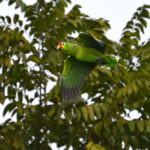 amazone à lores rouges