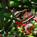 anartia fatima anartia fatima